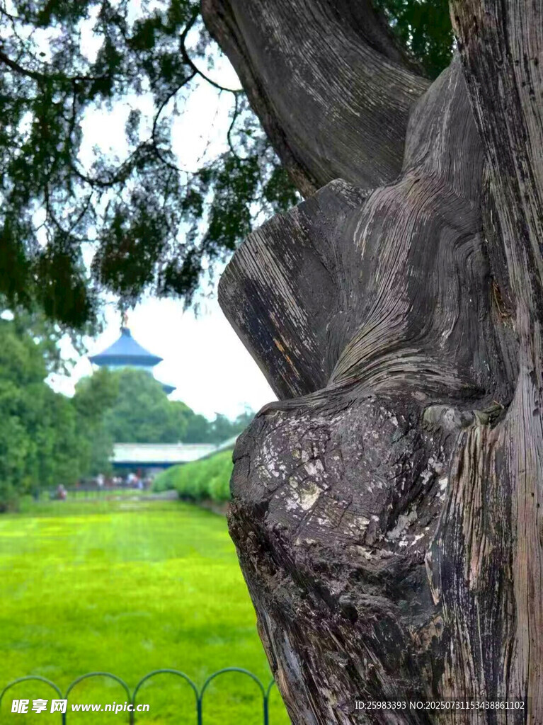 古柏