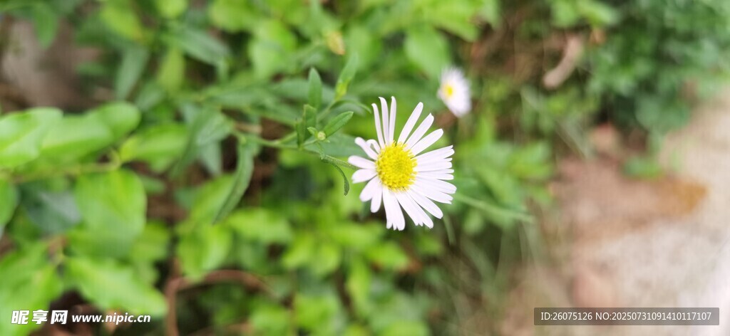 小径旁绽放的清新小雏菊