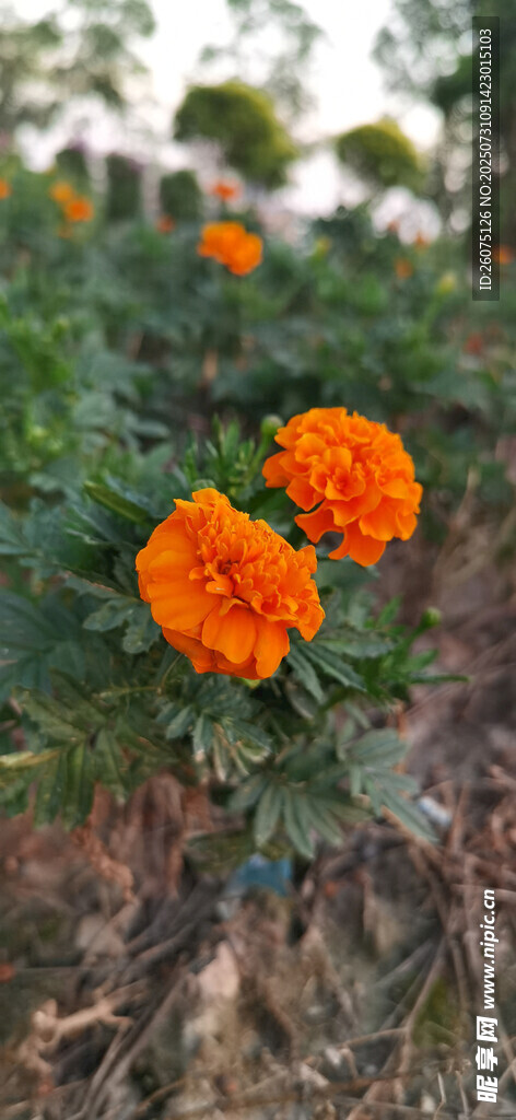 田野中的艳丽橙色万寿菊