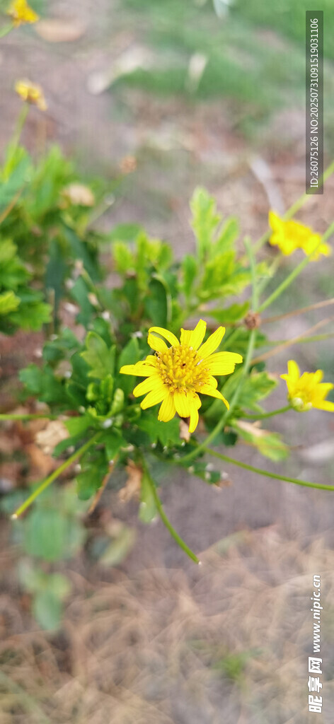 绽放的黄色小花