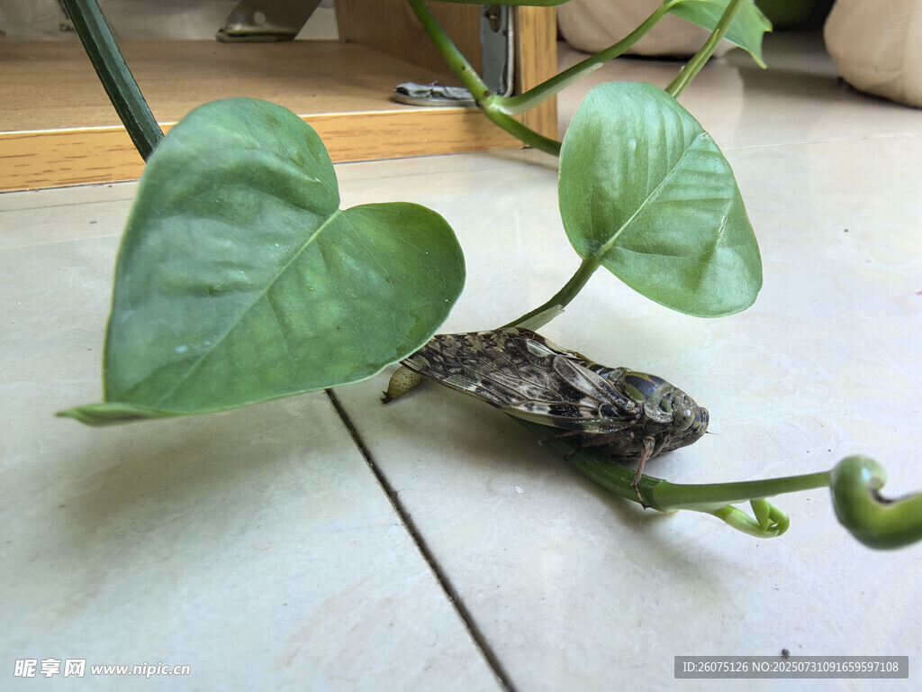 心形绿萝藤蔓与蝉特写
