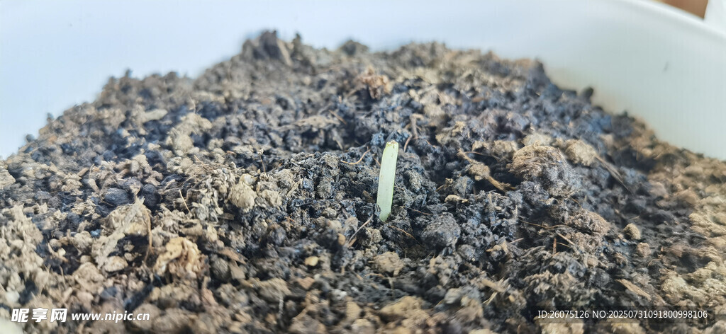 白色花盆中破土而出的嫩芽