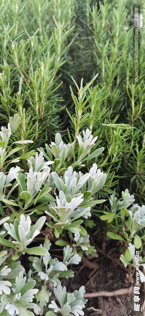绿叶银叶植物景观