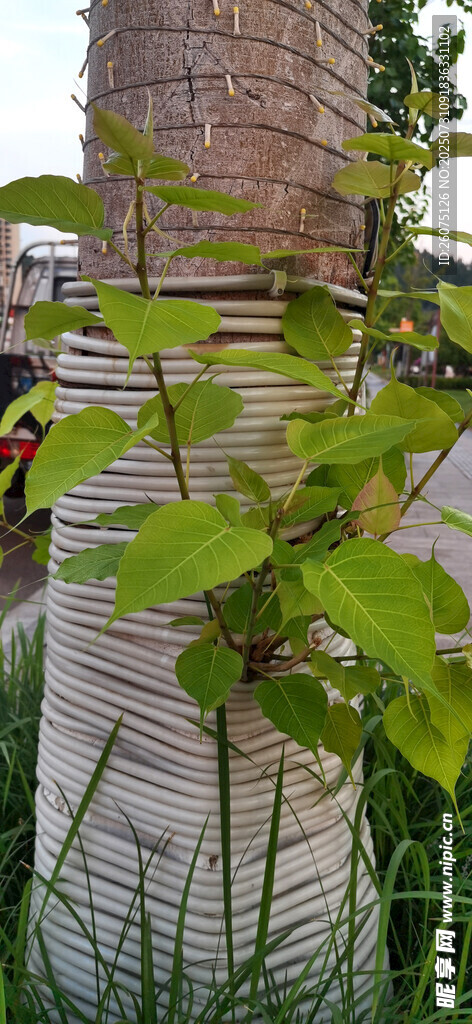 树干上新长的枝叶