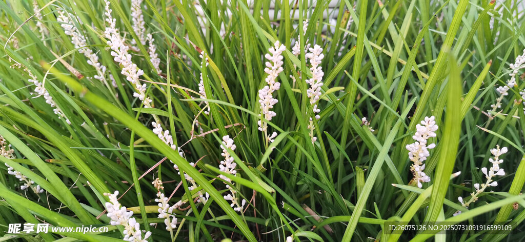 翠绿麦冬草丛中的白色小花