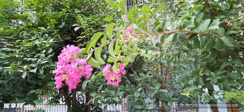 娇艳粉色花朵绽放枝头