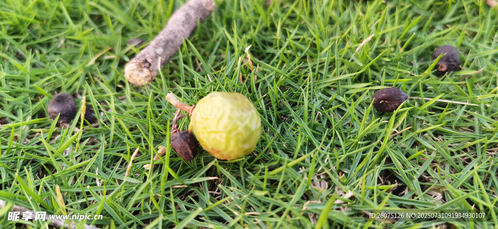 草地上的黄色果实与落叶
