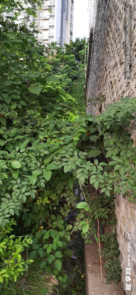 藤蔓缠绕的古老石墙