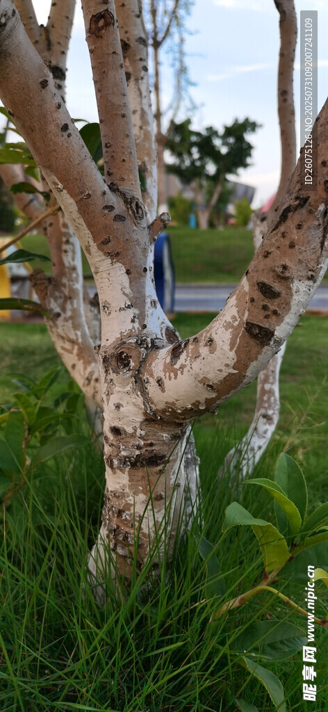 树干旁的葱郁绿草