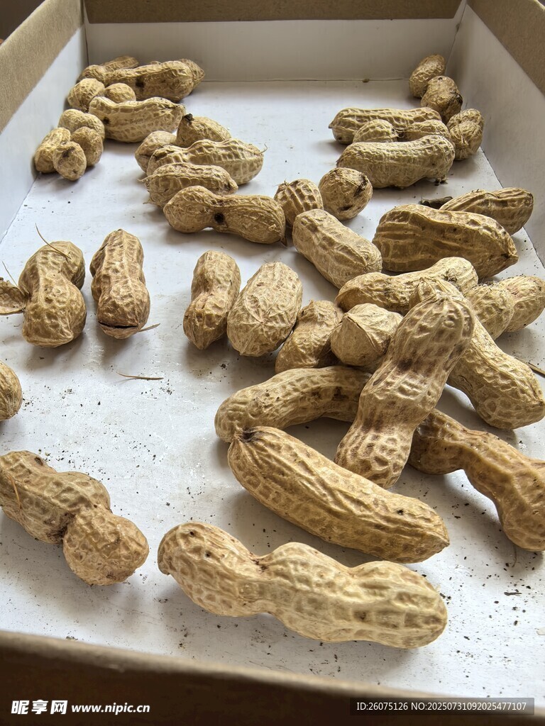盒子里的带壳花生