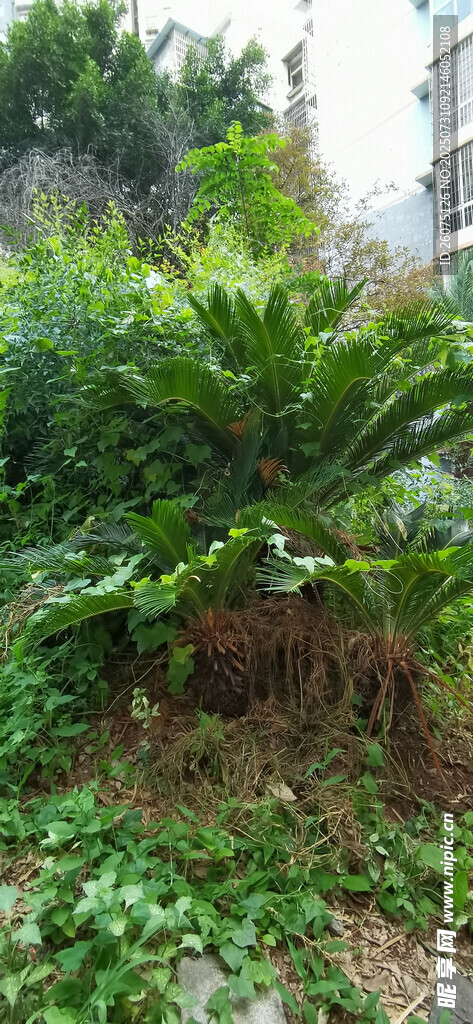 小区繁茂铁树与绿植景观
