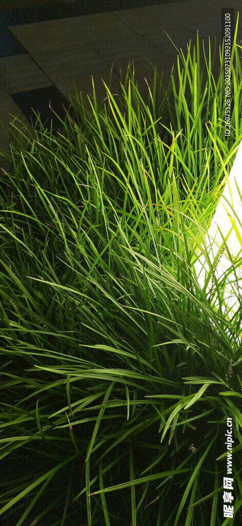 夜晚翠绿草丛中的一抹亮光