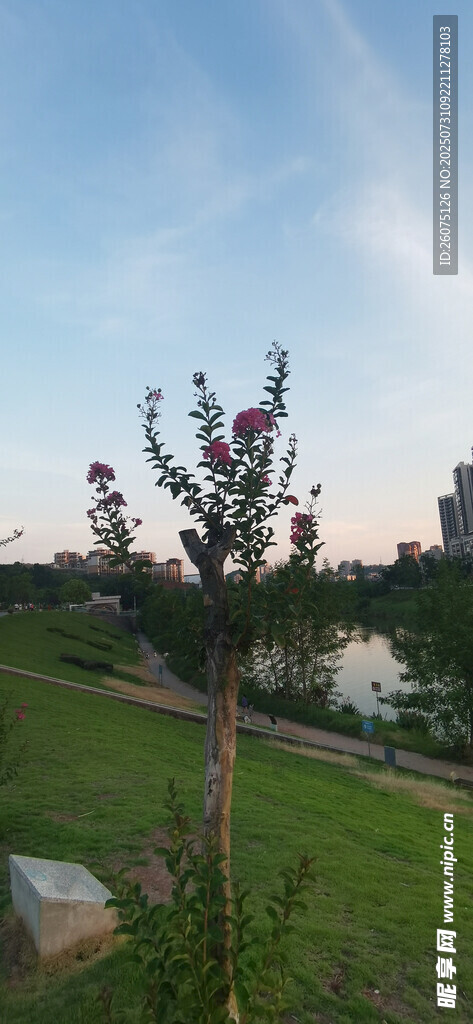 湖畔绿植景观