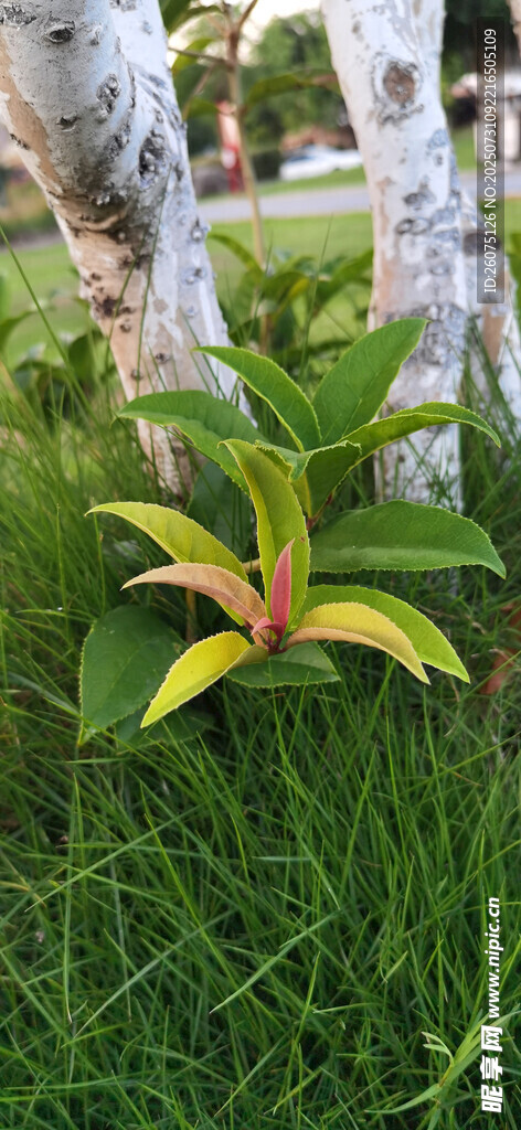 草丛中多彩植物枝叶