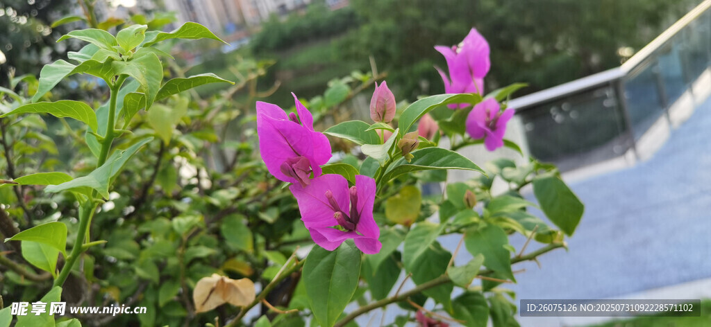 娇艳三角梅绽放绿叶间