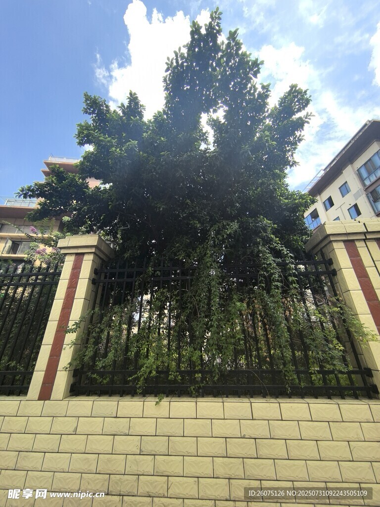 围栏旁茂盛的绿树