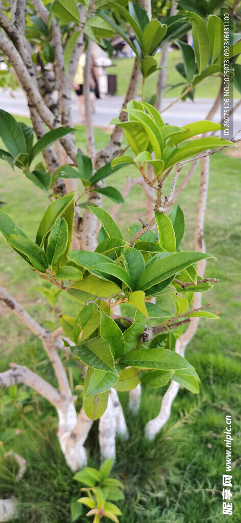 绿叶繁茂的自然植物景观