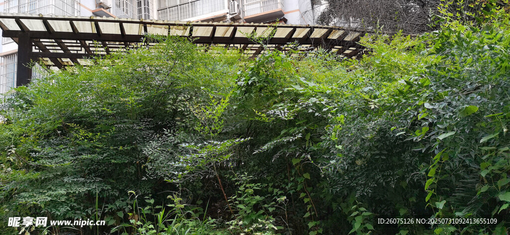 庭院绿植景观