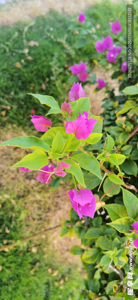 绽放的紫色花卉