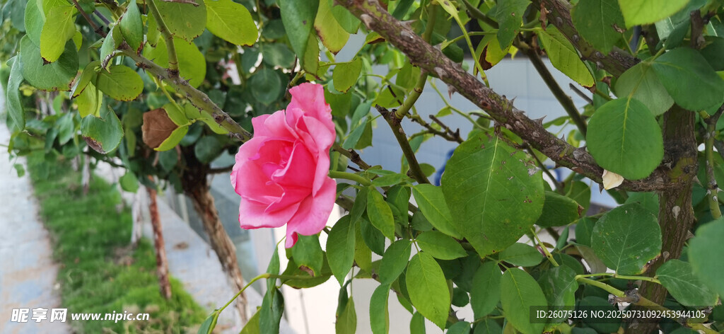 娇艳粉玫瑰绽放绿叶间