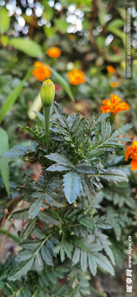 鲜艳金盏菊绽放绿叶间