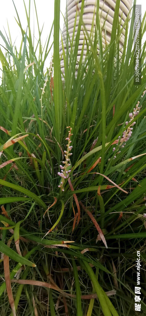 茂盛的野草景观