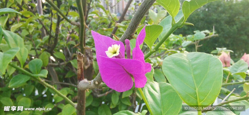 娇艳紫色三角梅花朵绽放绿叶间