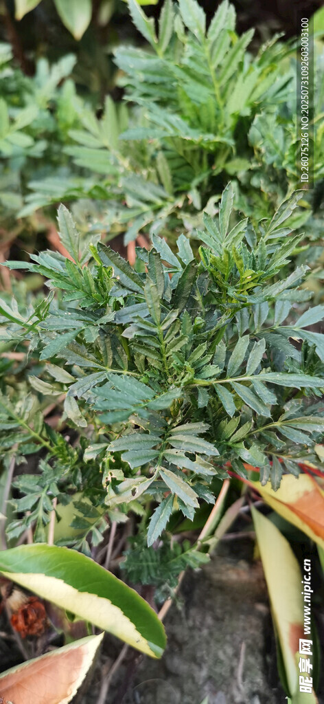 菊花植株盆栽景观