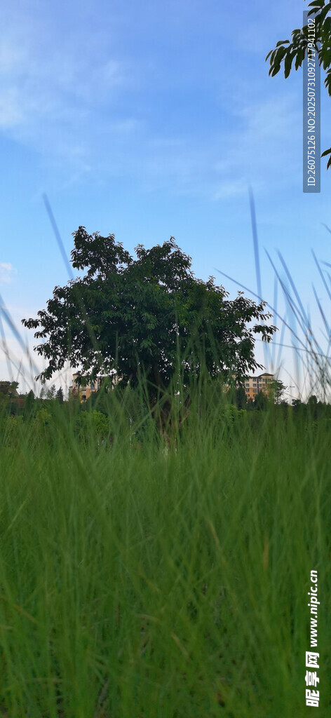 翠绿草地与远处树木景观