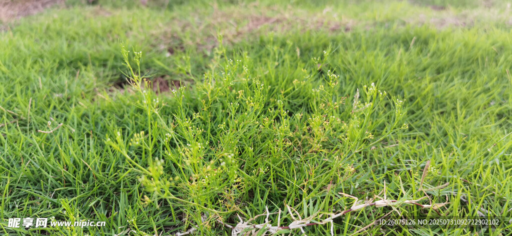翠绿草地
