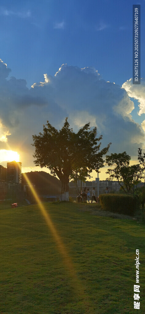 夕阳下的草地与树木美景