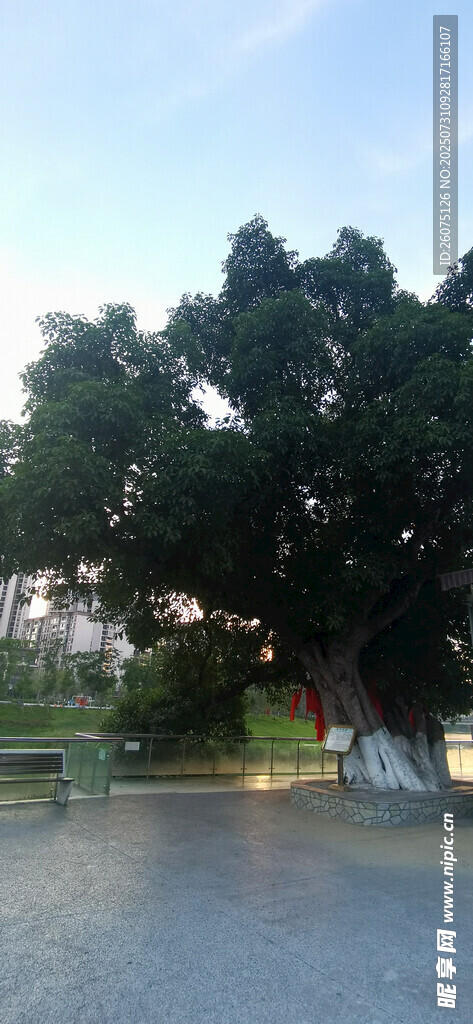 公园中的繁茂大树