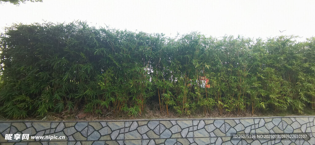 茂密小金竹与碎石花坛景观