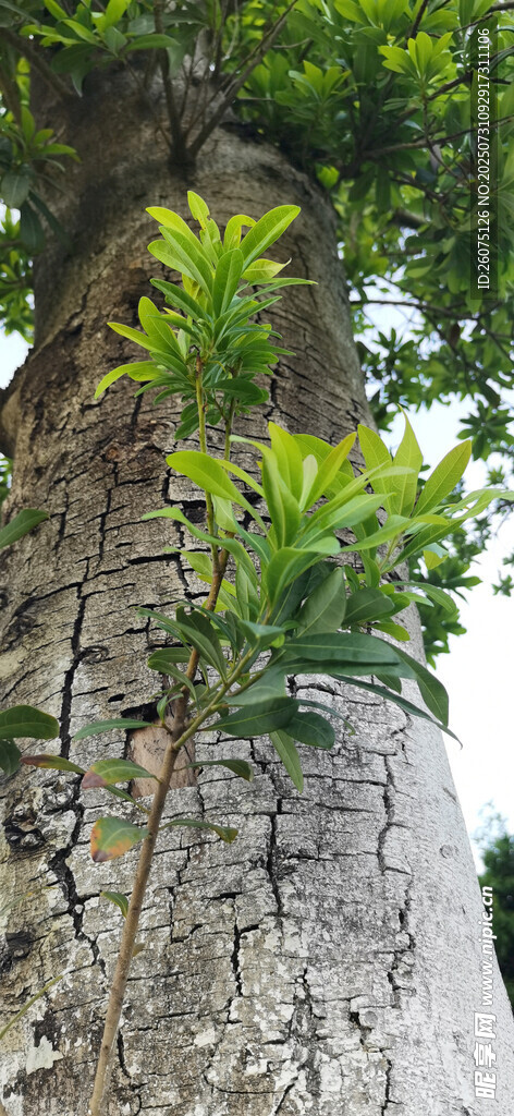 树干上生长的翠绿枝叶