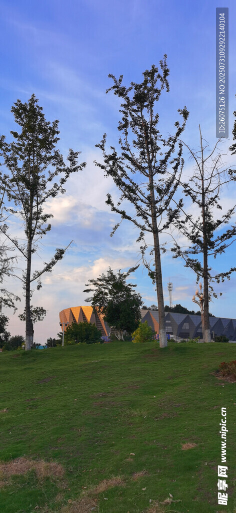 城郊草地与挺立的绿树