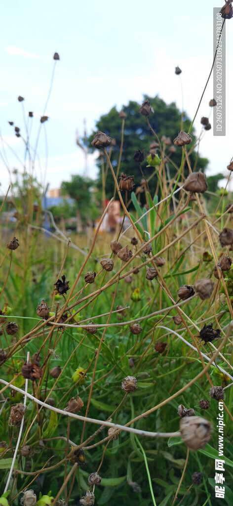 野外繁茂的花草植物