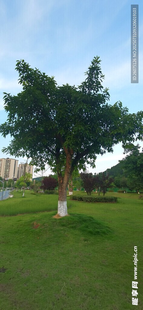户外绿树草地风景图