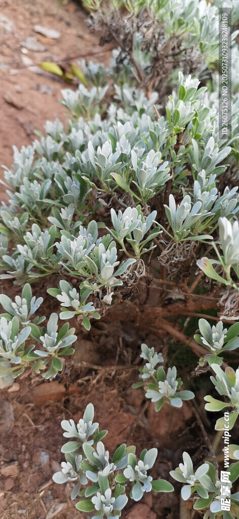 地面上的簇生灰绿色植物