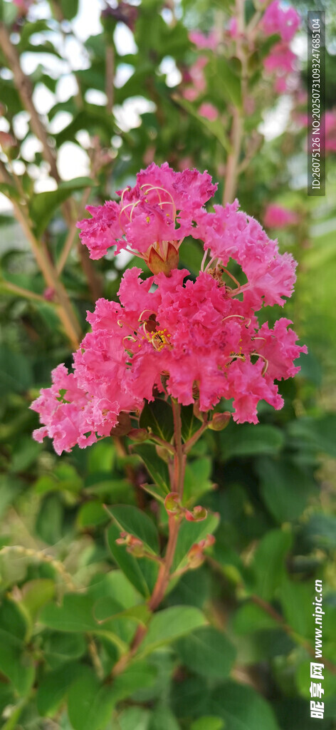 娇艳盛开的粉红色花朵