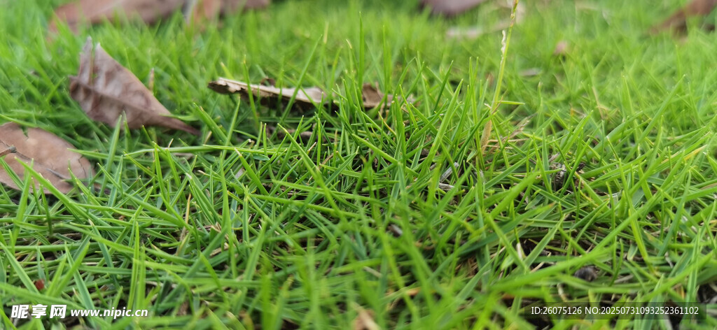 翠绿草地近景
