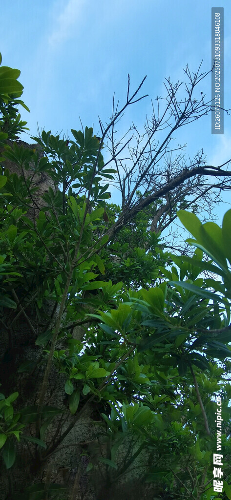 蓝天映衬下的繁茂枝叶
