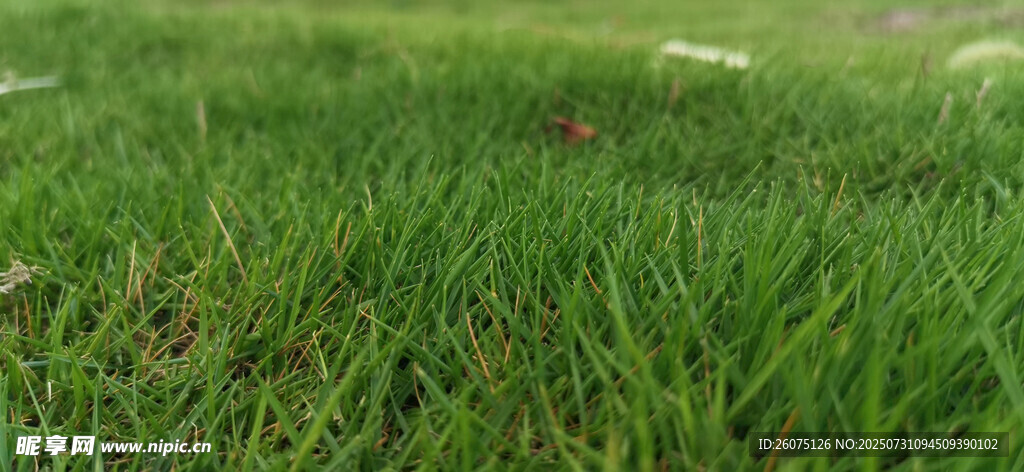 翠绿草地近景