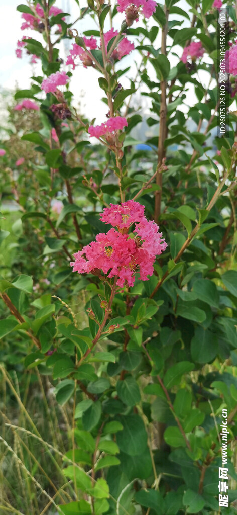 娇艳绽放的粉色紫薇花卉