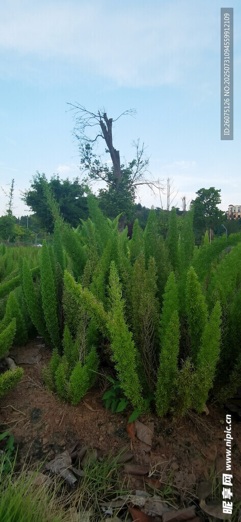 翠绿挺拔的植物景观