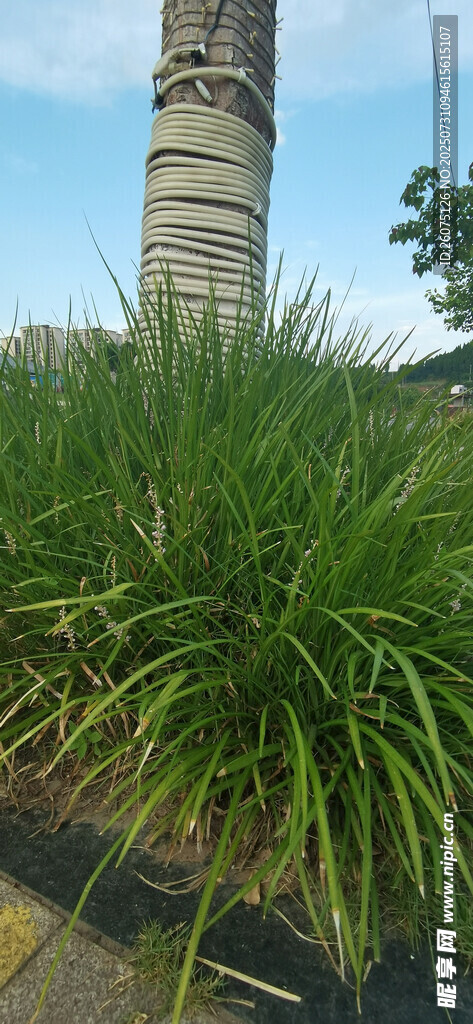 户外翠绿草丛景观