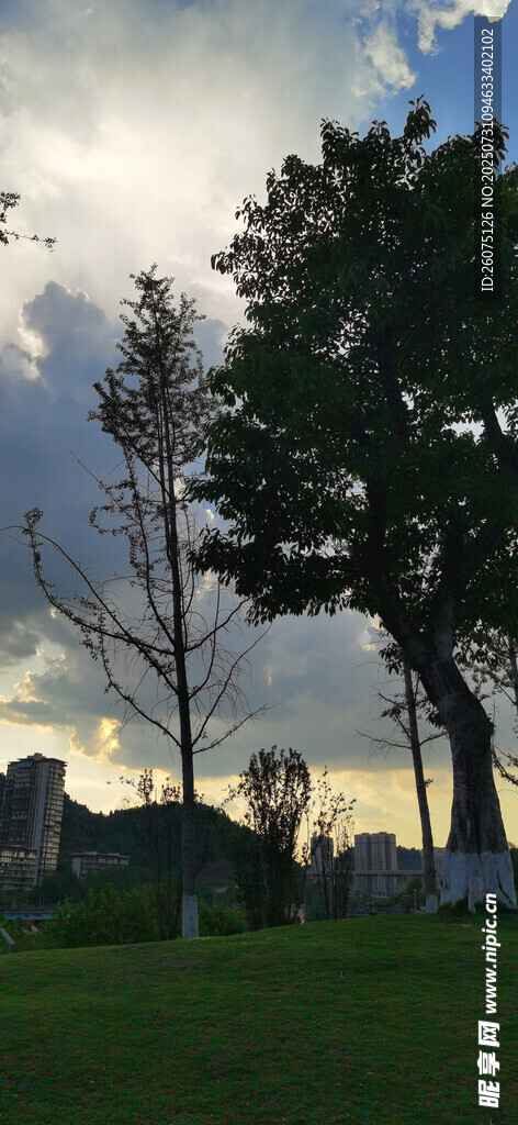 黄昏下的树木剪影与多彩天空景色