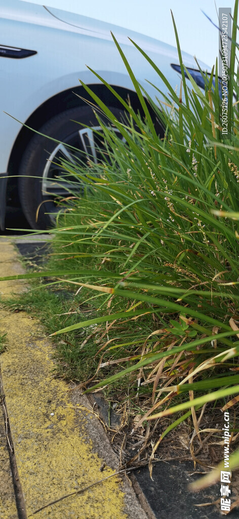 路边生长的绿色草丛