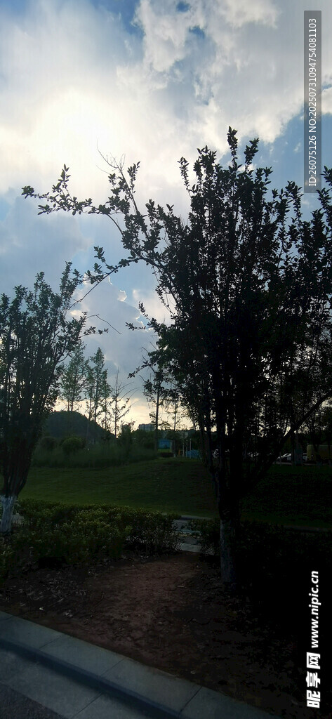 路边树木剪影与黄昏天空风景