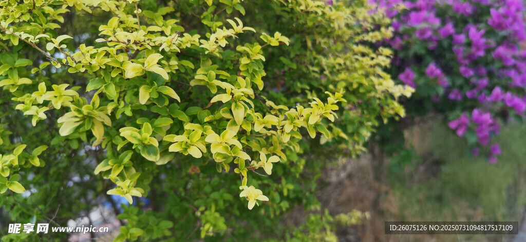 黄绿紫相间的绚烂植物景观