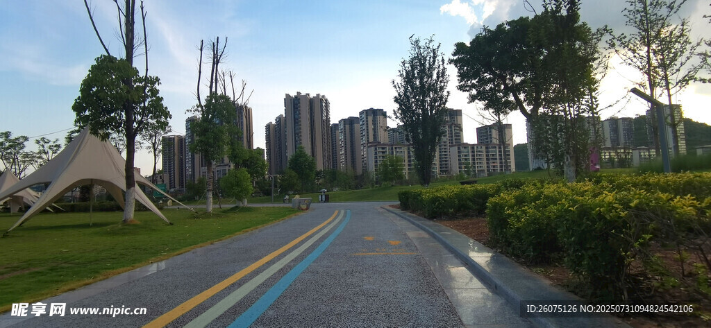 城市公园里的宁静林荫道路